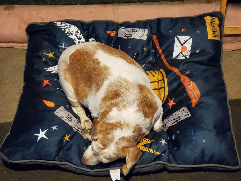 beagle dog on bed