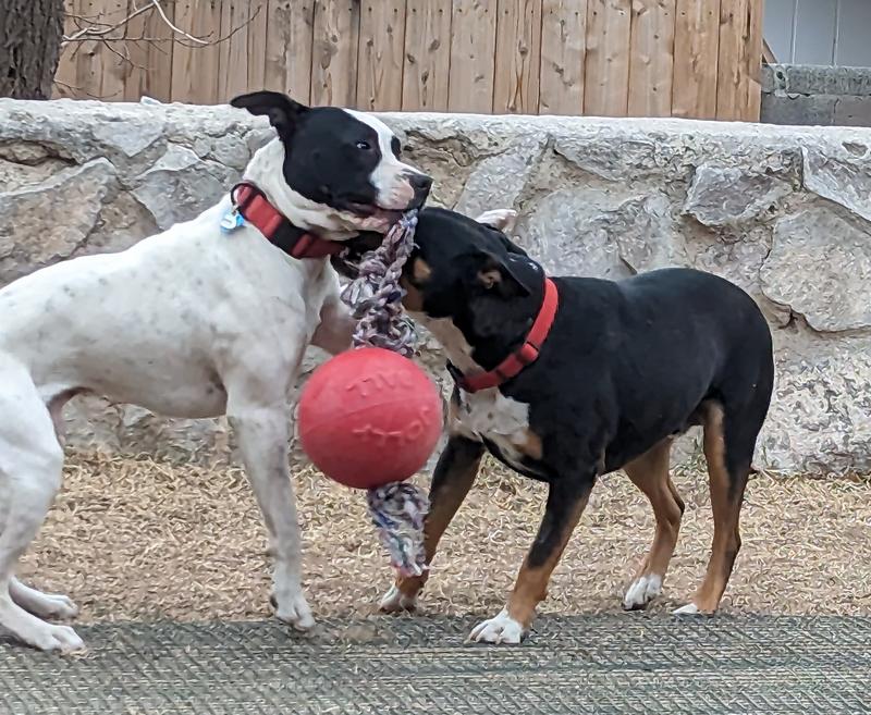 JOLLY PETS RompnRoll Dog Toy, Red, 8in
