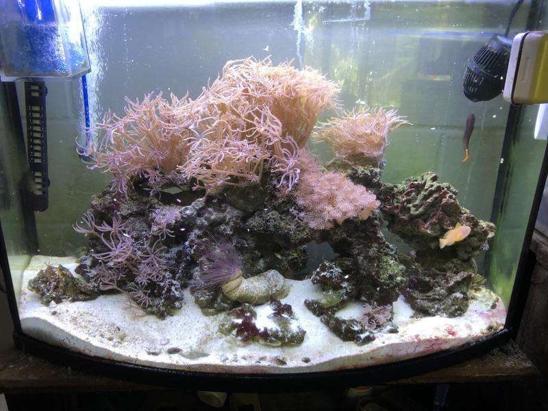 My smaller reef tank + one of my 75 gallon reef tank