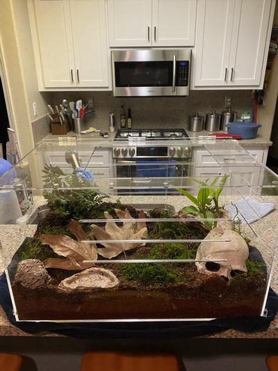Solomon island giant centipede habitat