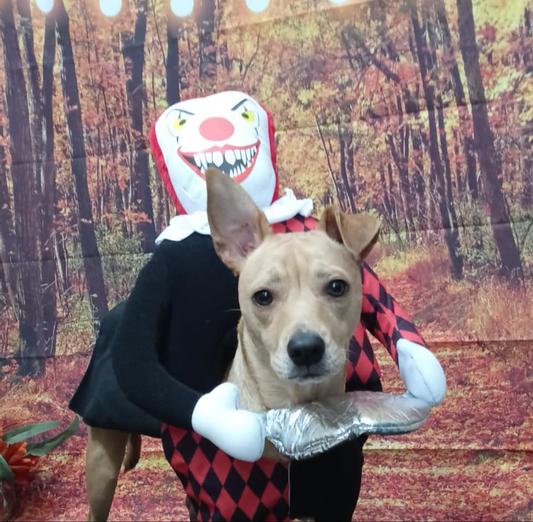 It clown outlet dog costume