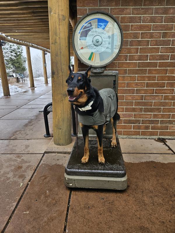Picture of my beauceron who is finally keeping a good weight while on this food. His coat looks great and we couldn't be happier.