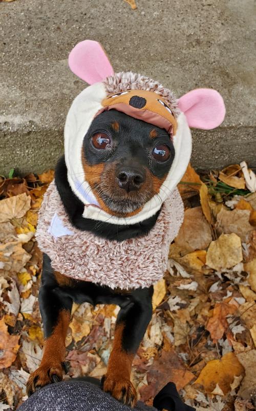 Hedgehog costume 2025 for dogs