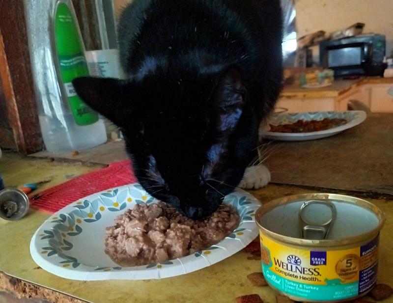 Picky Salem enjoying her Wellness Turkey & Liver