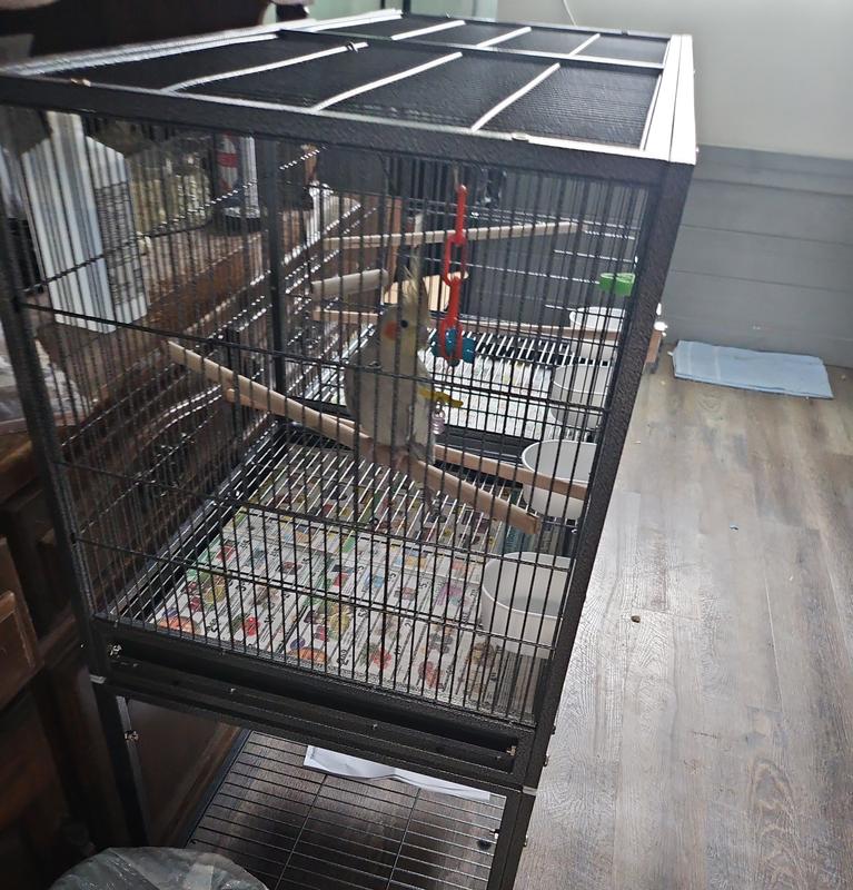 My cockatiel testing it out