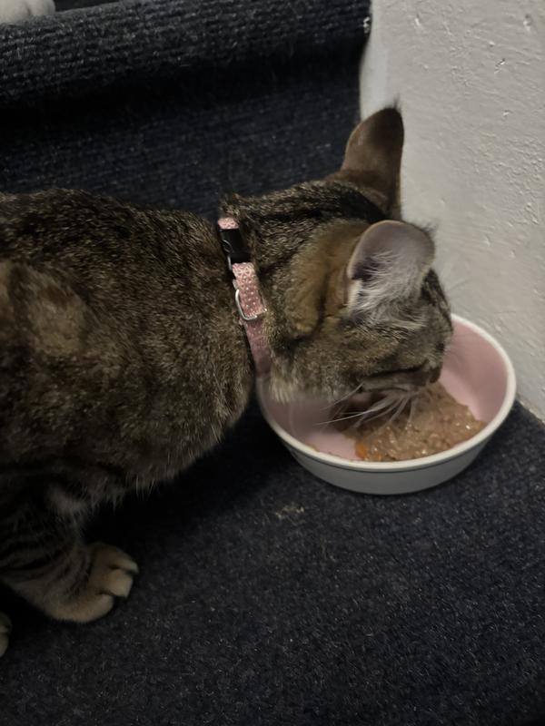 Gus and Abigail love this kitten food!