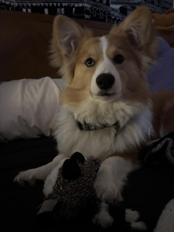 Maple and her new favorite toy