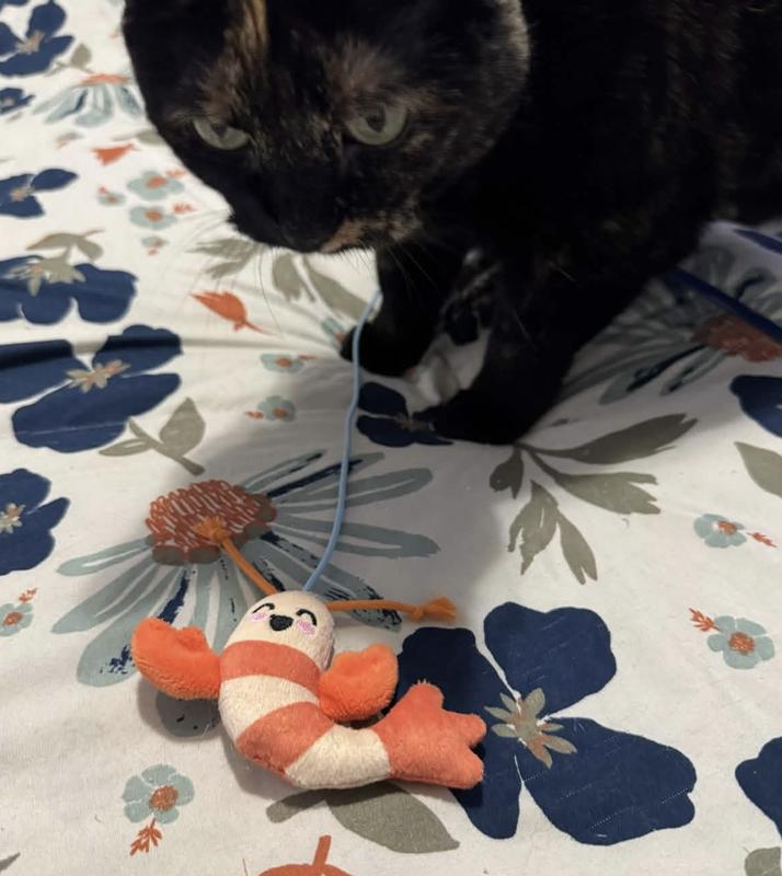 My cat likes this toy