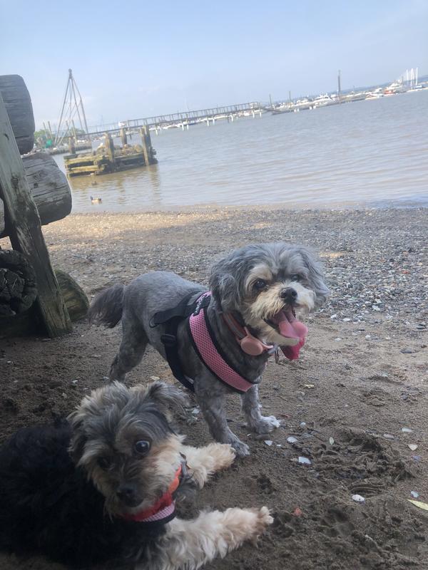 At her advanced age it’s hard to tell her eyes are still cloudy but she seems to be navigating better