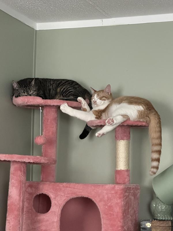 Pretty in pink cat tree!