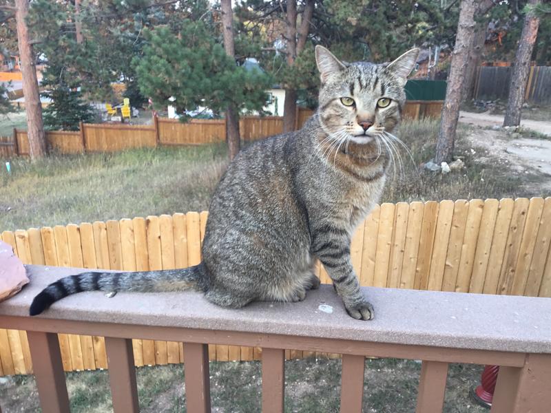 NATURALLY FRESH Alpine Meadow Scented Clumping Walnut Cat Litter, 14lb