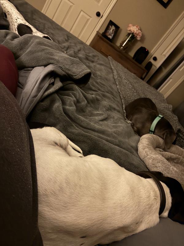 Abigail Chester and Emma my scared dachshunds during a storm.