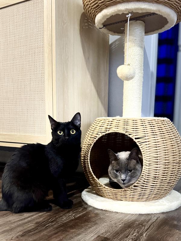 My cats fight over who gets to use it 😂