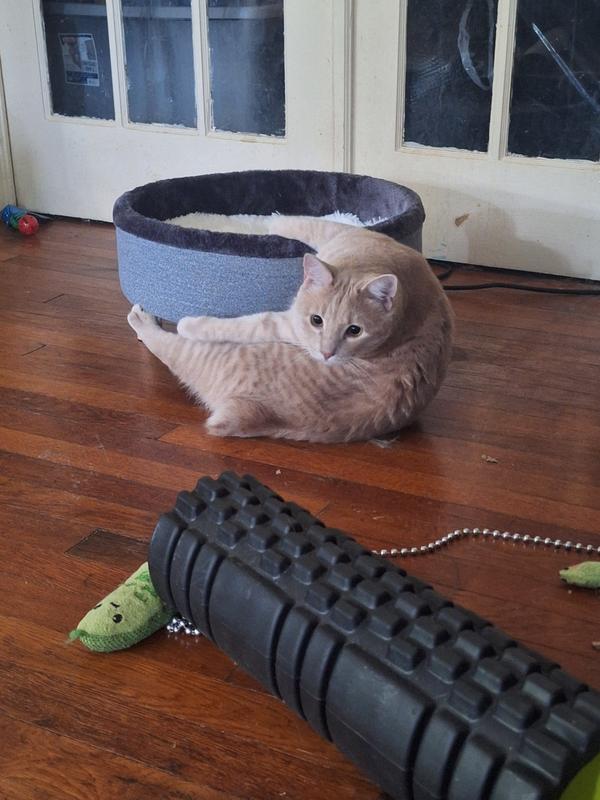 Houdini, getting to know his new bed