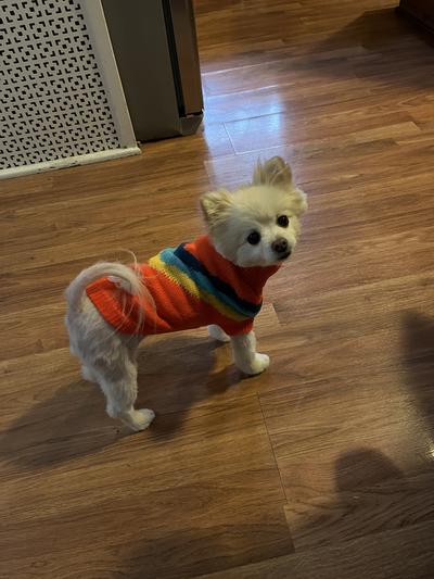 Gf Pet - Alpine Sweater - Orange - Xs