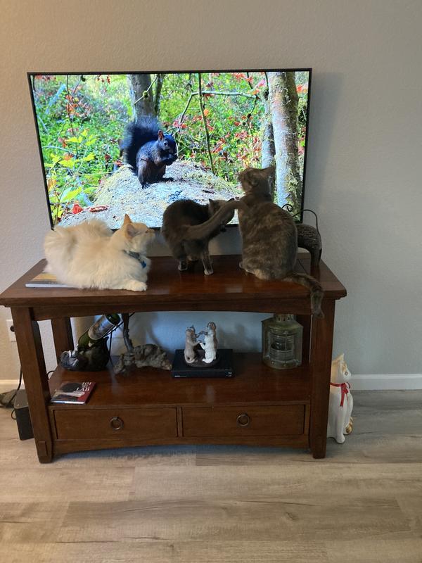 My healthy indoor cats watching their favorite cat video!