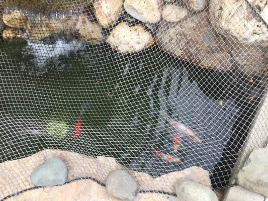 The net save the fish from their predators