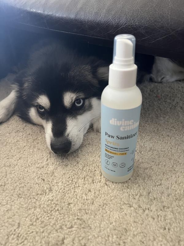 Kiska after the dog park