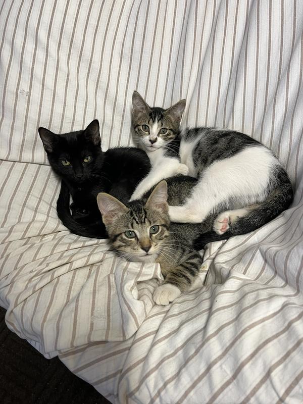 Box (black kitten), Inky (white and grey tabby), MJ (grey tiger) The 3 Little Kittens