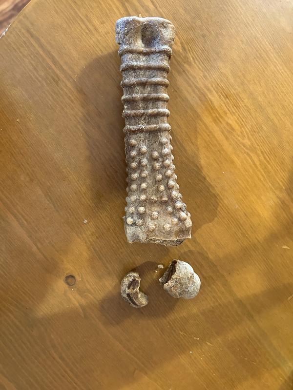 My golden got 2 dangerously large chunks off in less then 5 minutes.