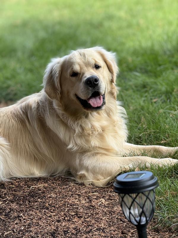 Royal canin golden retriever reviews sales