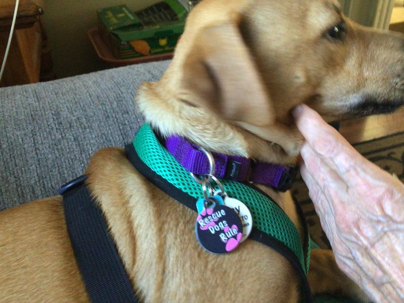 DOG TAG ART Rescue Dogs Rule Pink Personalized Dog ID Tag, Small