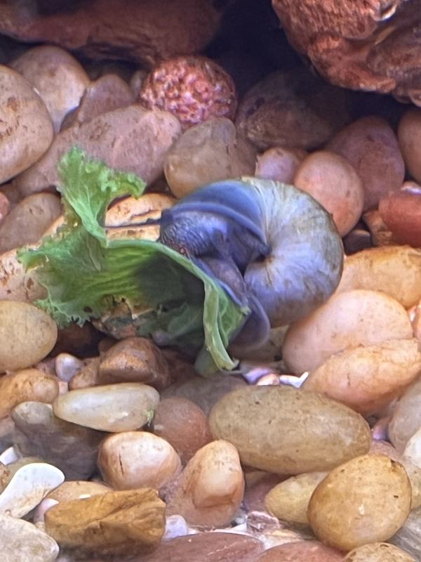 Mr. Blue enjoying his kale such a cutie