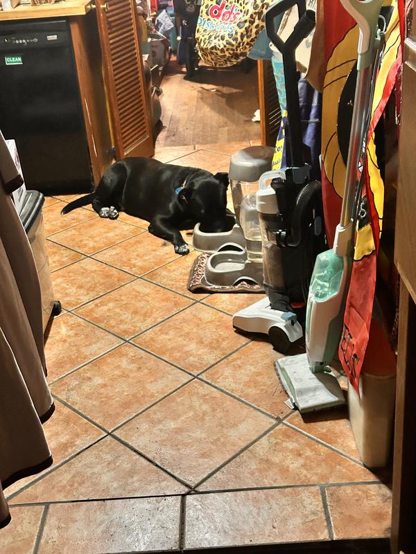 Yes he’s is laying down eating  lazy boy!