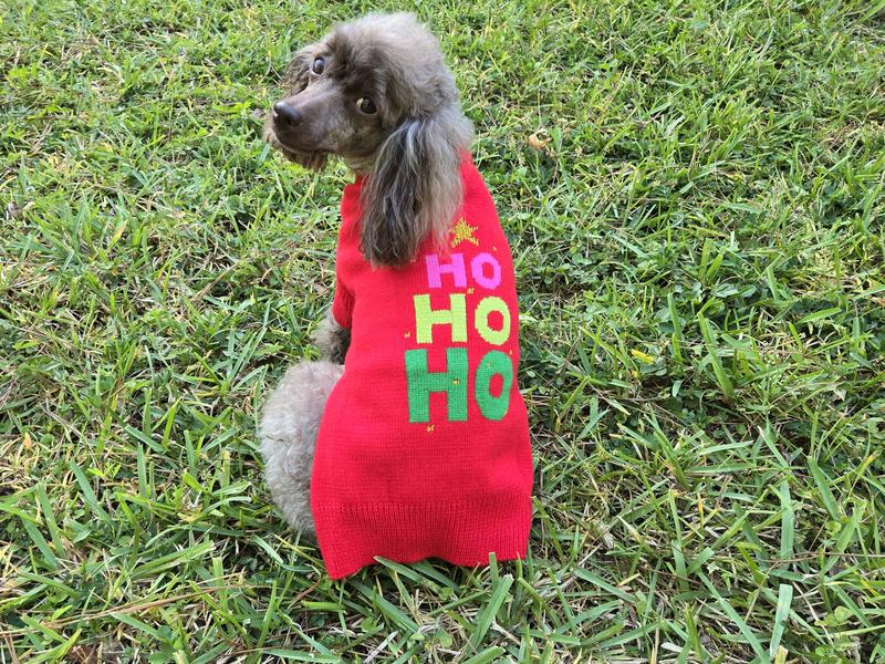 Cecelia (7yo toy poodle) in the holiday spirit
