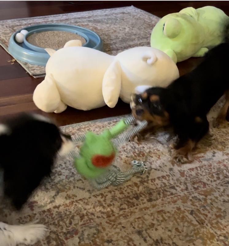 My non-tuggers having a blast!