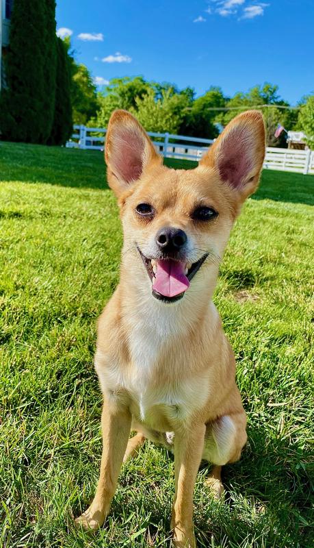 Doby is happy in the yard!