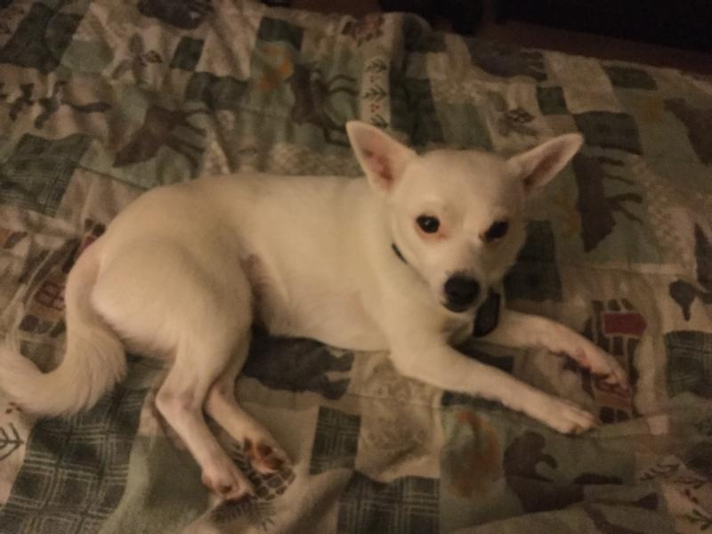 Leia is the older of my two dogs, but she still looks like a puppy