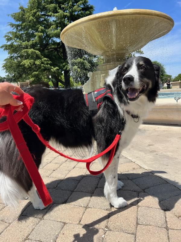 Carly in Service Dog Training