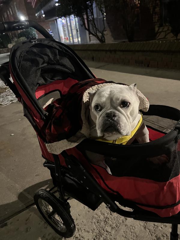 Snowy sitting in her stroller