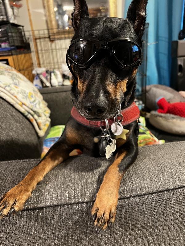 Eat whimzees to be cool!