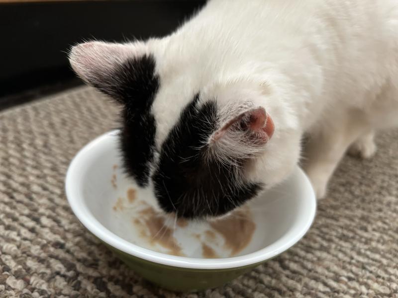 Whitey loves the taste