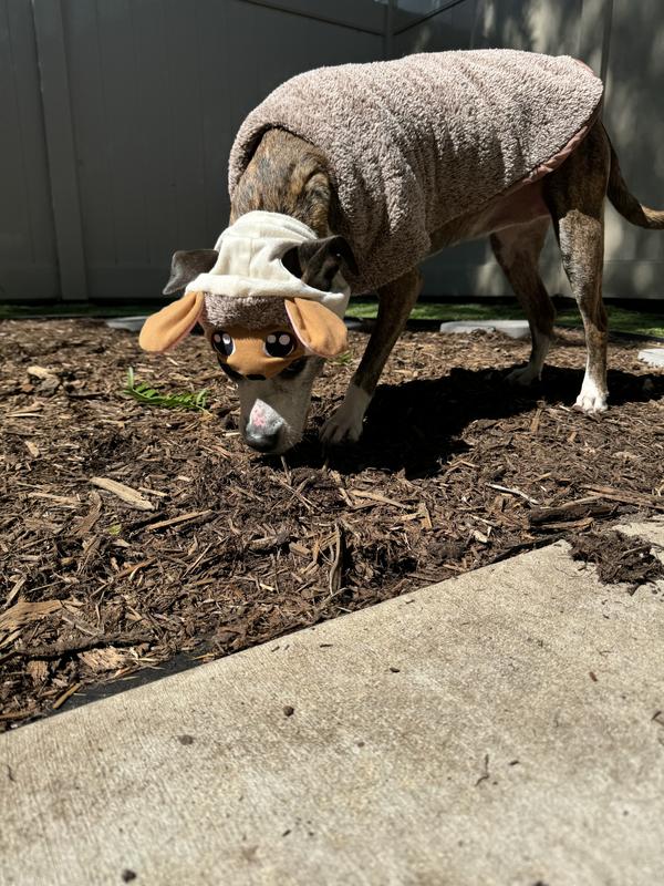 Hedgehog costume for dogs hotsell