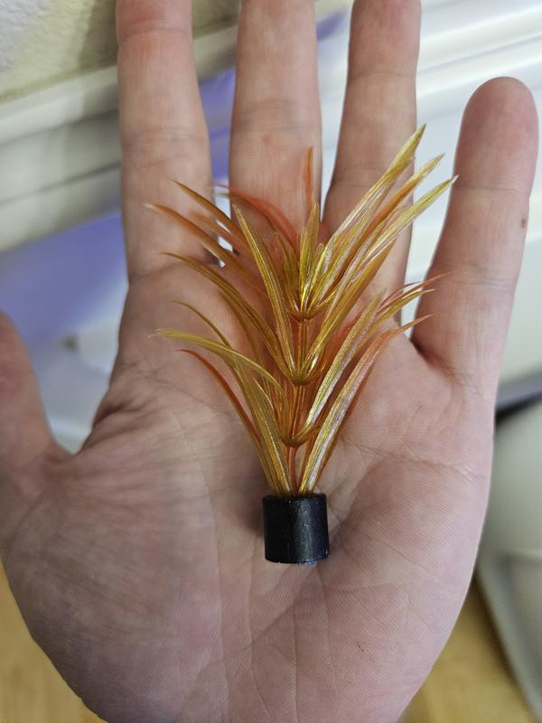 Not even remotely bright colored, and very small