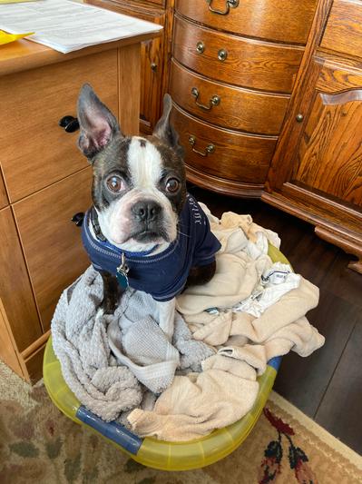 Zack like to sit in warm clothes just out of the dryer on cold days.