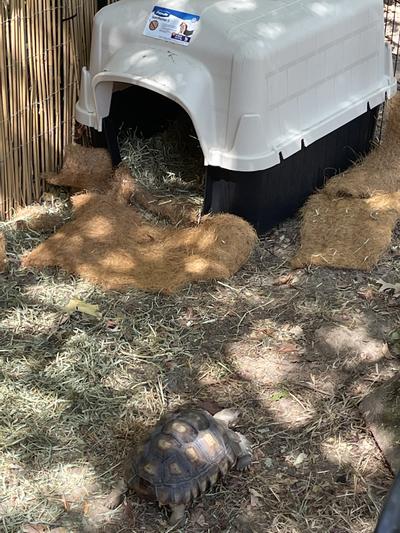 Tortoise walking over to see his new home he can fit in