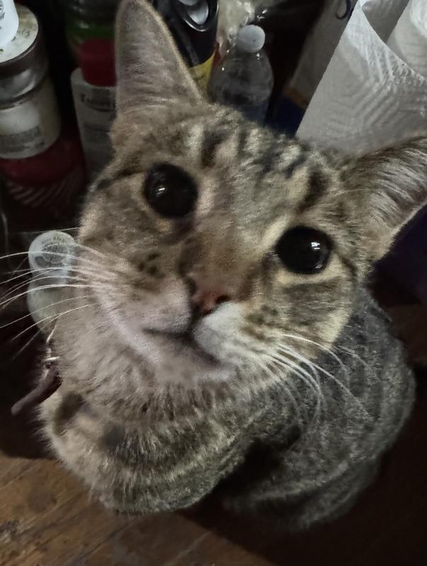 Pickles, the latest addition to the family