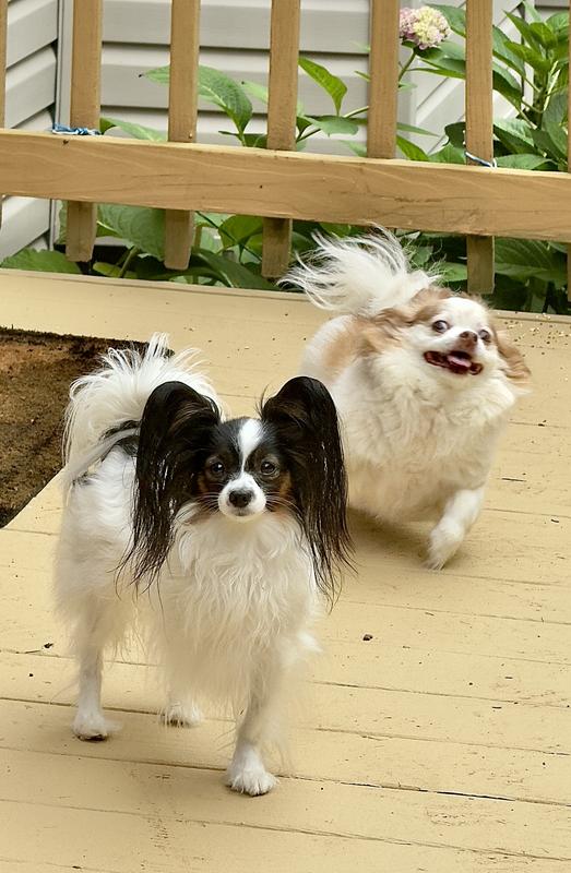 Chloe & Hankie anxious to go running around