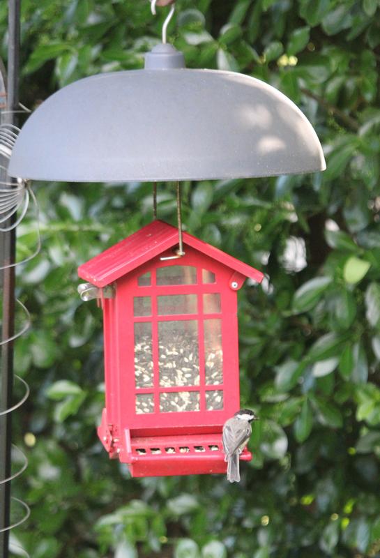Black capped chickadee