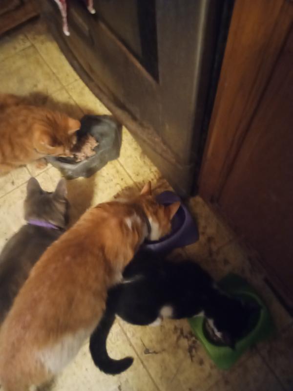 My Cats Eating