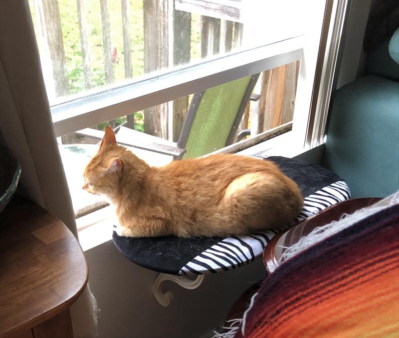 Ridge enjoying his new window perch designed and made by K&H.