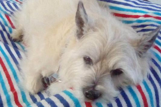 O'Malley Enjoying a Nap