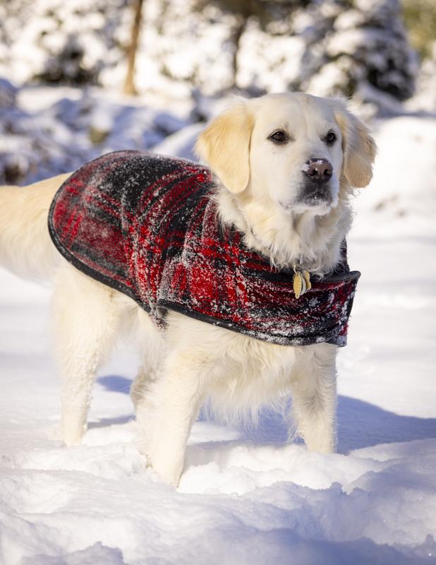 Loving winter in my Chilly Dog coat!