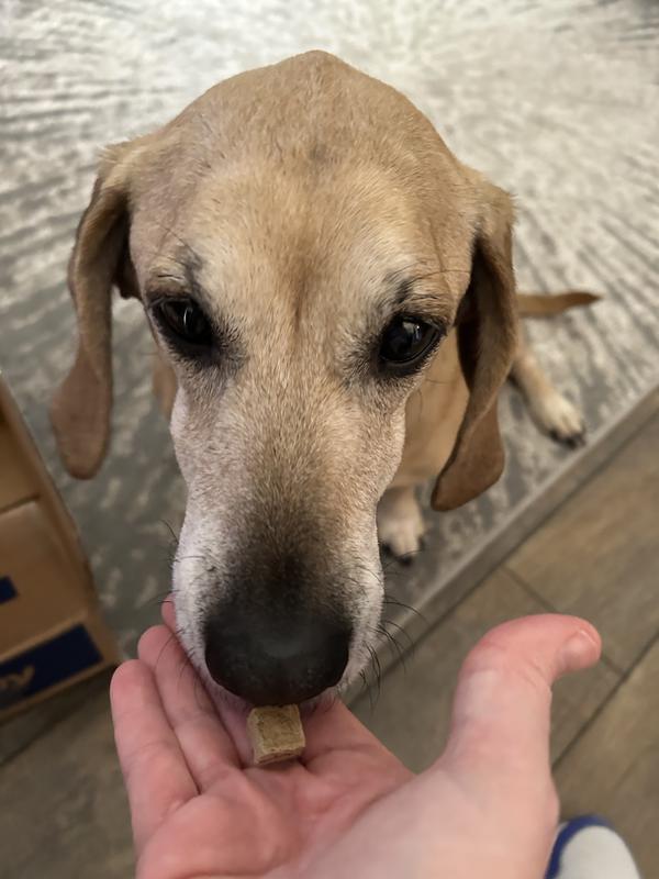 A brief sniff-spection.