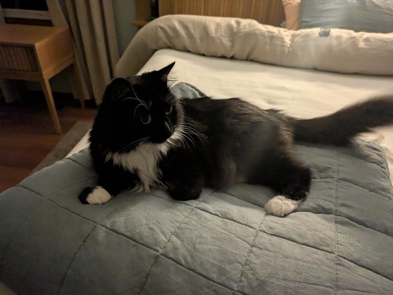 the hairball monster in question