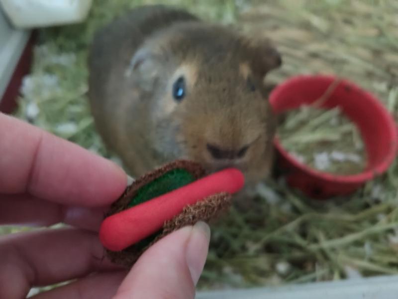 Hot dog for the guinea